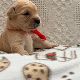 Red collar - Golden female Golden Retriever puppy in Great Falls, Montana from VS Golden Fields