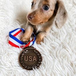 Banner - Fawn (isabella) and tan male Dachshund puppy in Lubbock, Texas from West Texas Dachshunds LLC