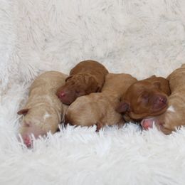 Goldendoodle and Shetland Sheepdog Puppies from Odyssey Kennels