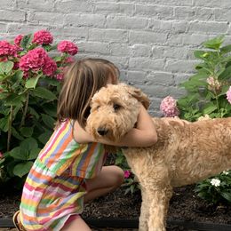 Goldendoodles from Esmé Doodles