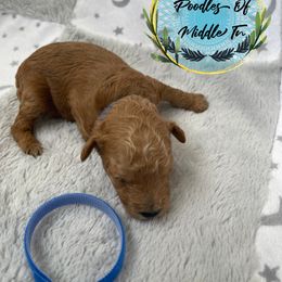 Blue Boy - Poodle puppy in Shelbyville, Tennessee from Rains Poodles Of Middle TN