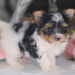 MAX - Black and gold male Yorkshire Terrier puppy in Modesto, California from Granny's yorkshire Terrier Modesto California