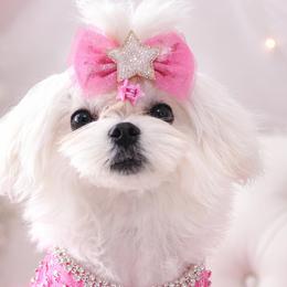 Ella - Maltese