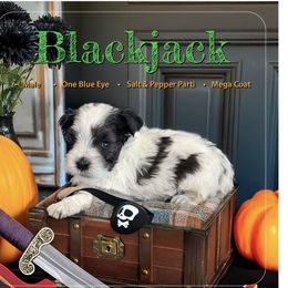 Blackjack - Parti male Miniature Schnauzer puppy in Pendleton, South Carolina from Lap Happy Schnauzers