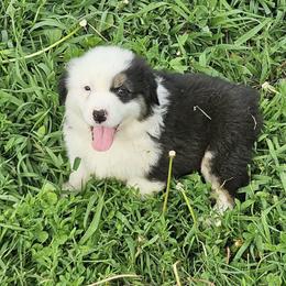 F3 - Black & white female Australian Shepherd puppy in Arbela, Missouri from County Line Aussies