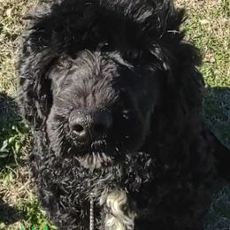 Electra - Black female Portuguese Water Dog puppy in Brashear, Texas from L'avenir kennel