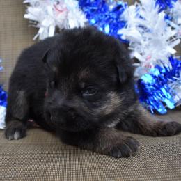 Red Boy - Black and tan male German Shepherd puppy in Grants Pass, Oregon from Granville German Shepherds