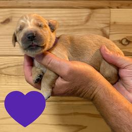 Betsy (Dark Purple) - Golden female Golden Retriever puppy in Cadillac, Michigan from K & M Golden Retrievers