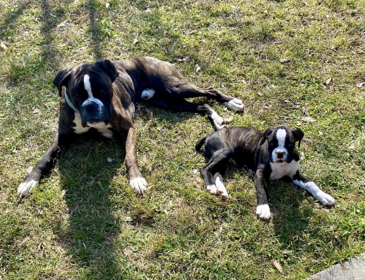 Reed Boxers on Da Bayou in Louisiana | Boxer puppies | Good Dog