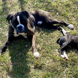 Boxers from Reed Boxers on Da Bayou