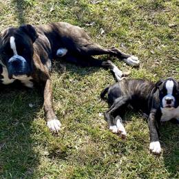 Boxers from Reed Boxers on Da Bayou