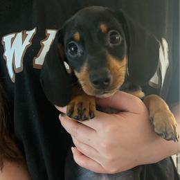 Scout - Black and tan male Dachshund puppy in Springfield, Tennessee from Savannah’s Doxie Palace