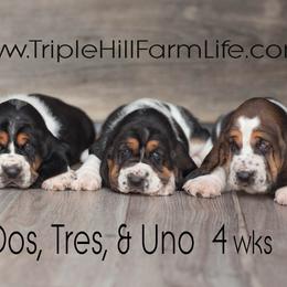Basset Hound puppies from Triple Hill Farm