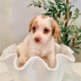 Janie - Parti female Labradoodle puppy in Bruceton Mills, West Virginia from Adonai Ra'ah Farms