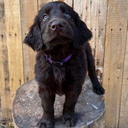 Churro (purple) - Liver female Flat-Coated Retriever puppy in Park Rapids, Minnesota from Catori
