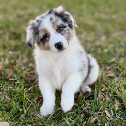Sinatra - Blue merle male Australian Shepherd puppy in Crosby, Texas from Monarch Australian Shepherds