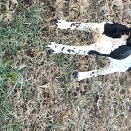 German Shorthaired Pointers from Down N' Birdie Gun Dogs LLC