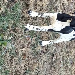 German Shorthaired Pointers from Down N' Birdie Gun Dogs LLC