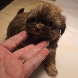 Chocolate with some tan female - Chocolate and tan female Shih Tzu puppy in Lebanon, Missouri from Anna's Babies in the Midwest