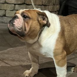 Johnny - Bulldog