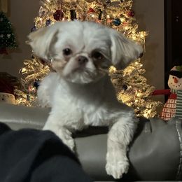 Hercules - Shih Tzu