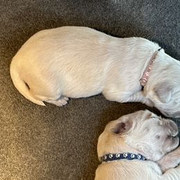 Golden Retriever Puppies from Avalon English Retrievers