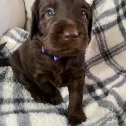 Double Doodle Puppies from Magnolia & Finn Doodles