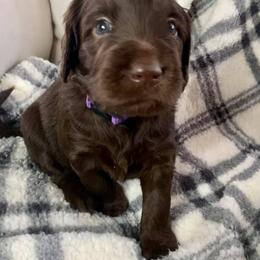Double Doodle Puppies from Magnolia & Finn Doodles