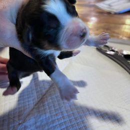 Miniature Australian Shepherd Puppies from Kusch Farm Mini Aussies