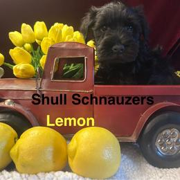 (Lemon)Female 1 - Black female Miniature Schnauzer puppy in Granville, Ohio from Shull Mini Schnauzers