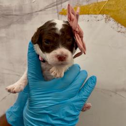 Almond Joy - Tri-color female Bernedoodle puppy in Richmond, Texas from Harper’s Heartbeats