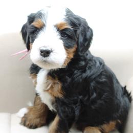 Gabriella - Tri-color female Bernedoodle puppy in Saratoga Springs, Utah from Saratoga Springs Doodles