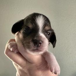 Maple-Boy 2 - Black and cream male Dachshund puppy in Wolf Lake, Indiana from Canisteo Dachshunds