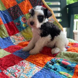Bibbidi - Parti male Miniature Schnauzer puppy in Oneida, Tennessee from Saving Grace