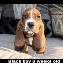 Boy 1 - Basset Hound puppy in Texas from Basset Hounds of Jacksboro, Tx