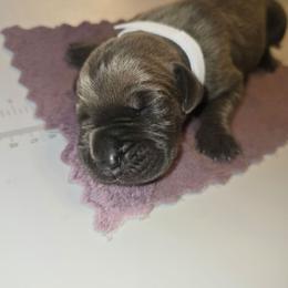 Zero - Blue male Great Dane puppy in New York from Port Bay Danes
