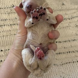 Goldendoodle Puppies from Sweet Doodles of Alabama