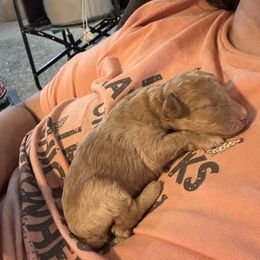 Girl 2 - Cream female Poodle puppy in Fredericktown, Missouri from Ellie & Co. Doodles