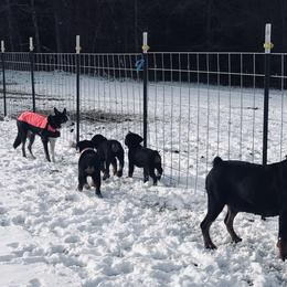 Rottweiler Puppies from Vom Arnold-Hause Rottweilers
