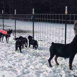 Rottweiler Puppies from Vom Arnold-Hause Rottweilers