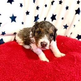 Gerald - male Golden Mountain Doodle puppy in Victoria, Texas from Deidre's Doodles