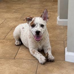 Archer - Red speckled male Australian Cattle Dog puppy in Scurry, Texas from RedHorizon AKC Australian Cattle Dogs (Heelers)