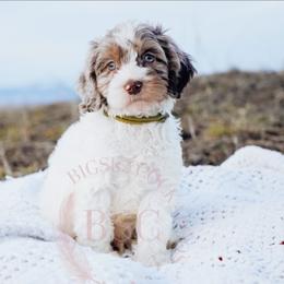 Green collar - Merle male Cockapoo puppy in Missoula, Montana from Big Sky Cockapoos