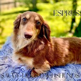 Espresso - Dachshund