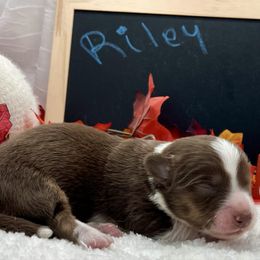 Riley - Liver and white male Cardigan Welsh Corgi puppy in Crystal River, Florida from Coopers Korner
