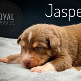 Jasper - Red tri-color male Australian Shepherd puppy in Petersburg, Indiana from Royal Aussie’s