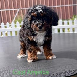 Captain America - Phantom male Poodle puppy in Henefer, Utah from Mountain Valley Poodles