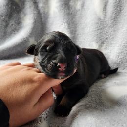 German Shepherd Puppies from Von WestLynn German Shepherds