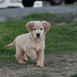 Plum (black) - Golden male Golden Retriever puppy in Lodi, California from R3 Sport Dogs (Rafter 3 Ranch)