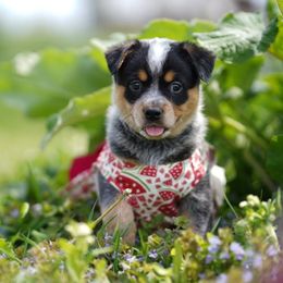 Australian Cattle Dog and Collie Puppies from Blackberry Hills